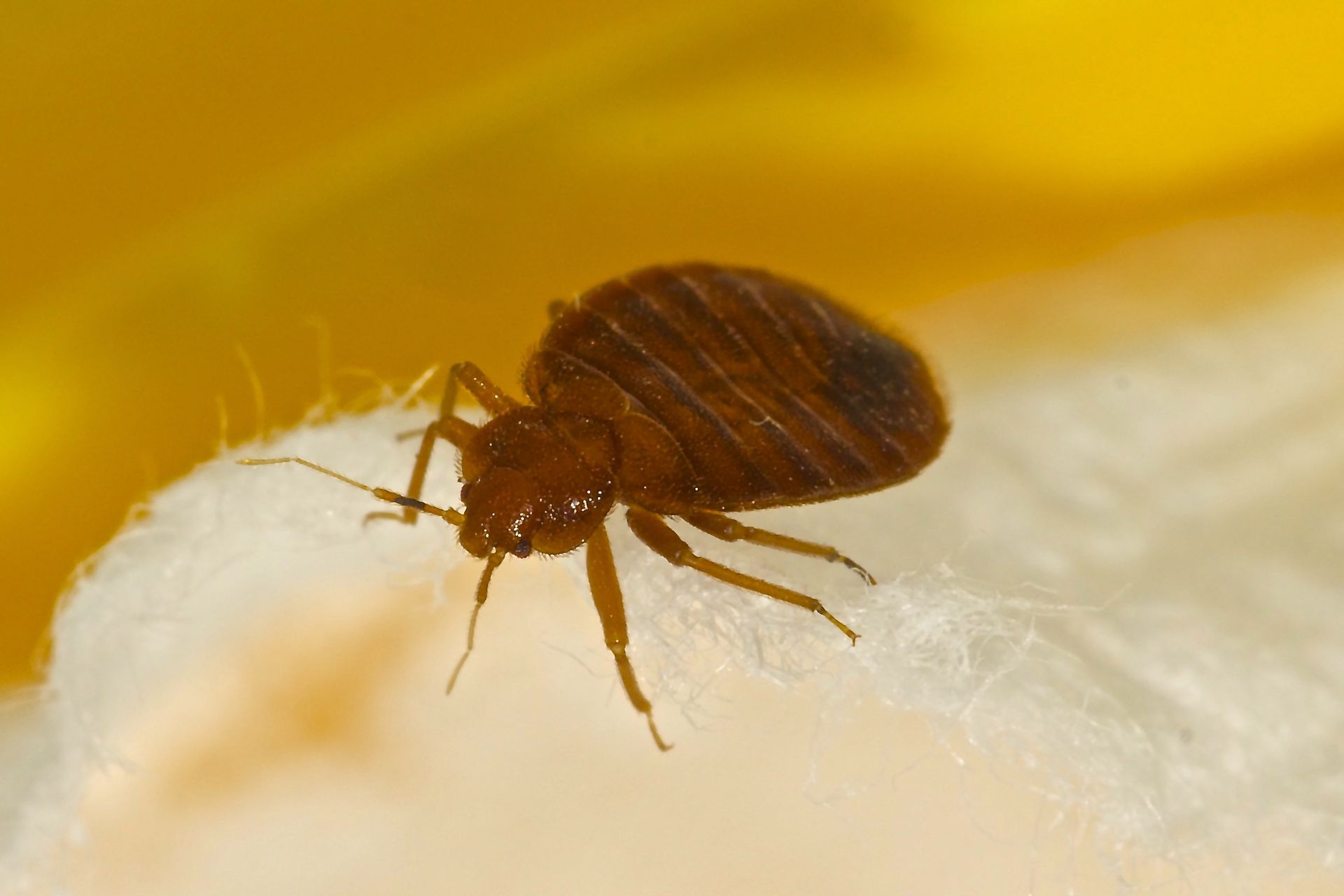 Close-up of a brown bed bug on a light-colored surface