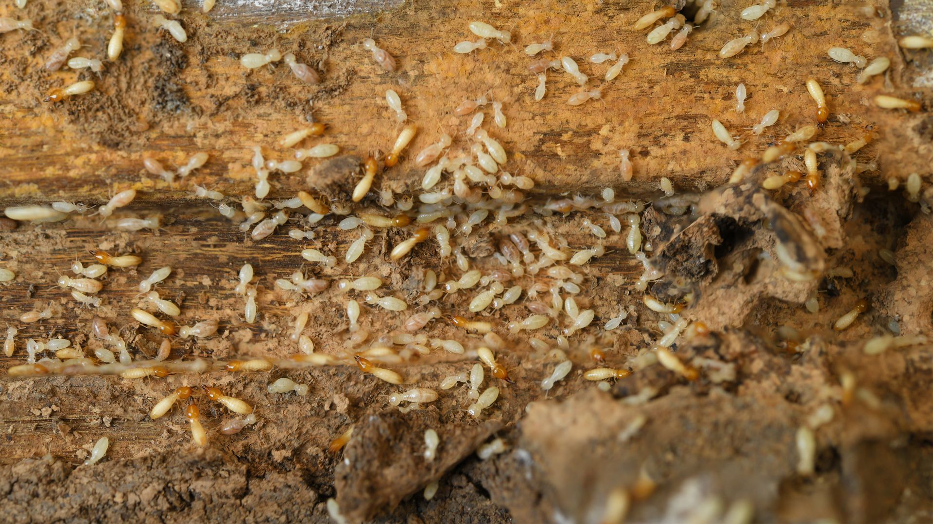 Close-up of ants swarming over a brown dirt surface with scattered pale grains or larvae.