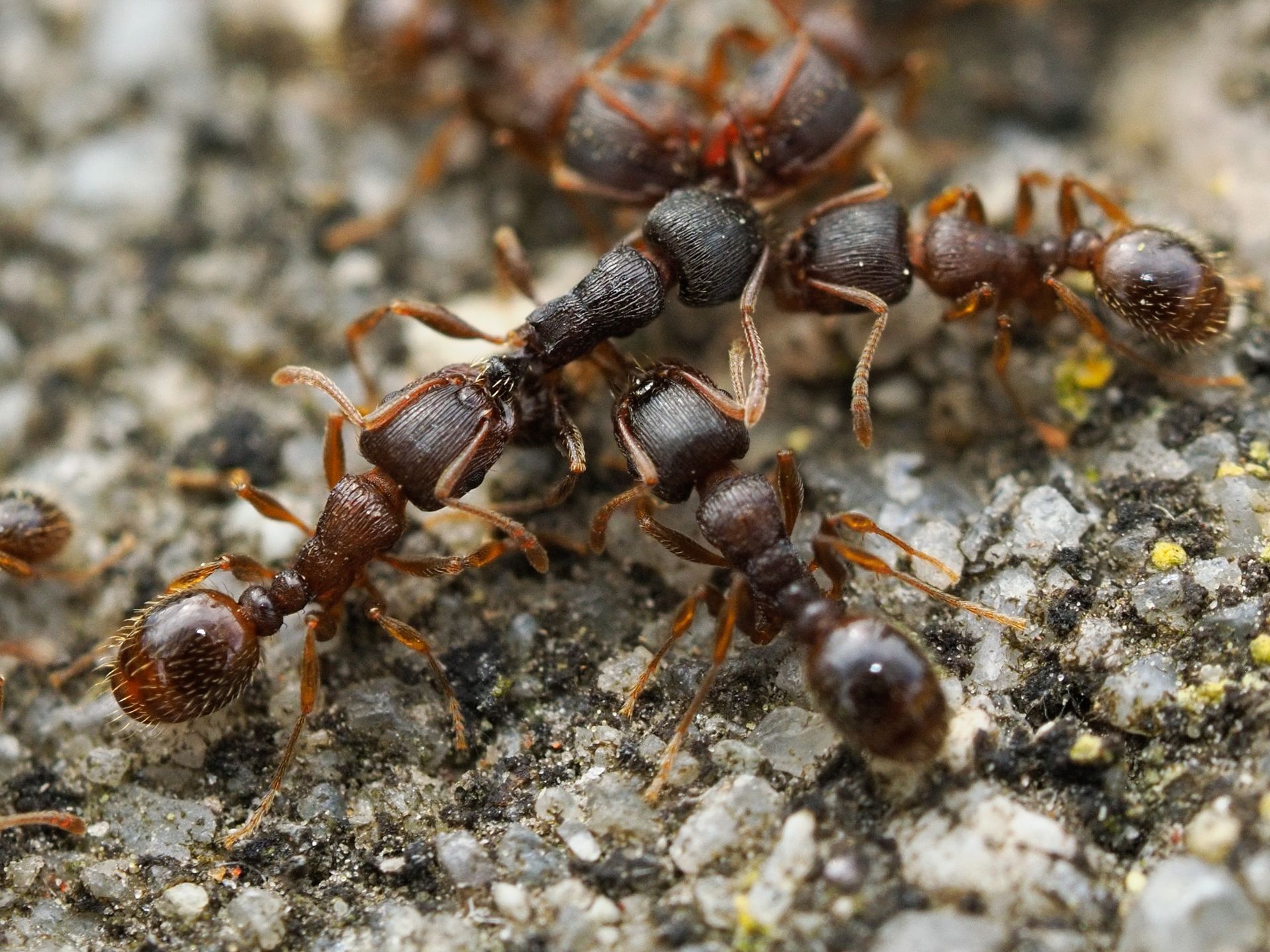 Close-up of ants clustered on rough stone, carrying or interacting with each other