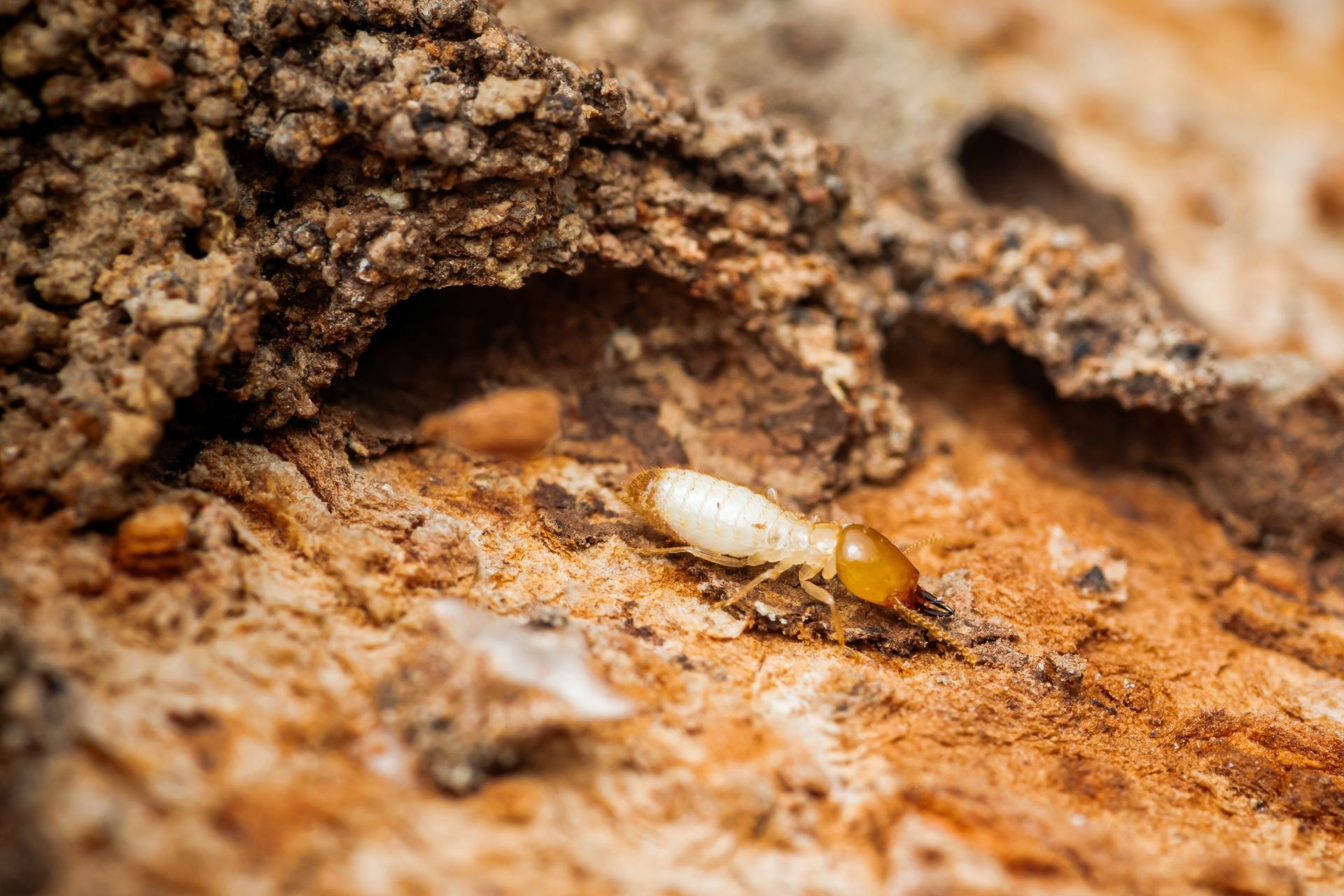 Close-up of a small white insect with an orange head on rough brown soil