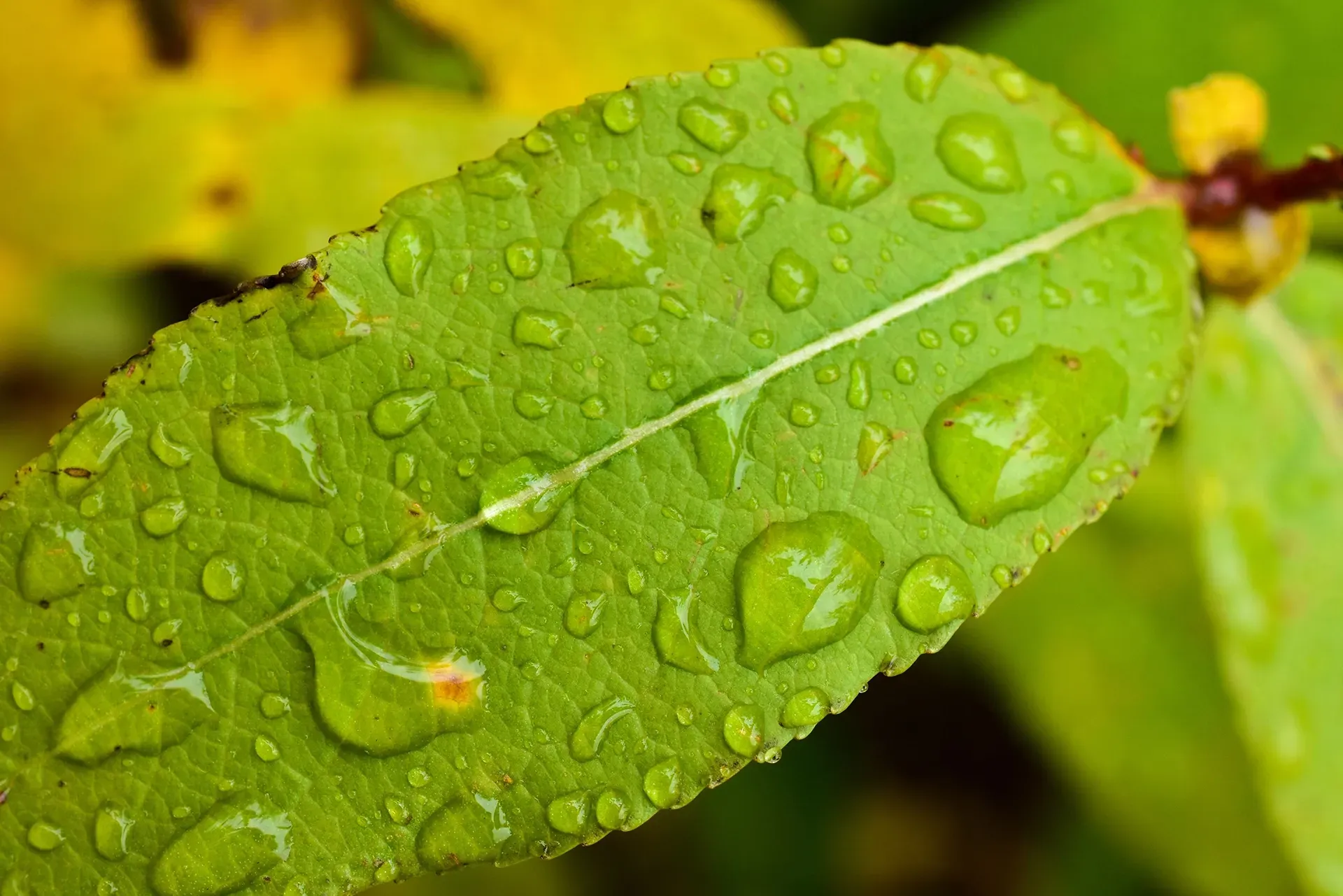 Water drops gathered on a leaf, observed by a purpose-driven founder who loves nature. 
