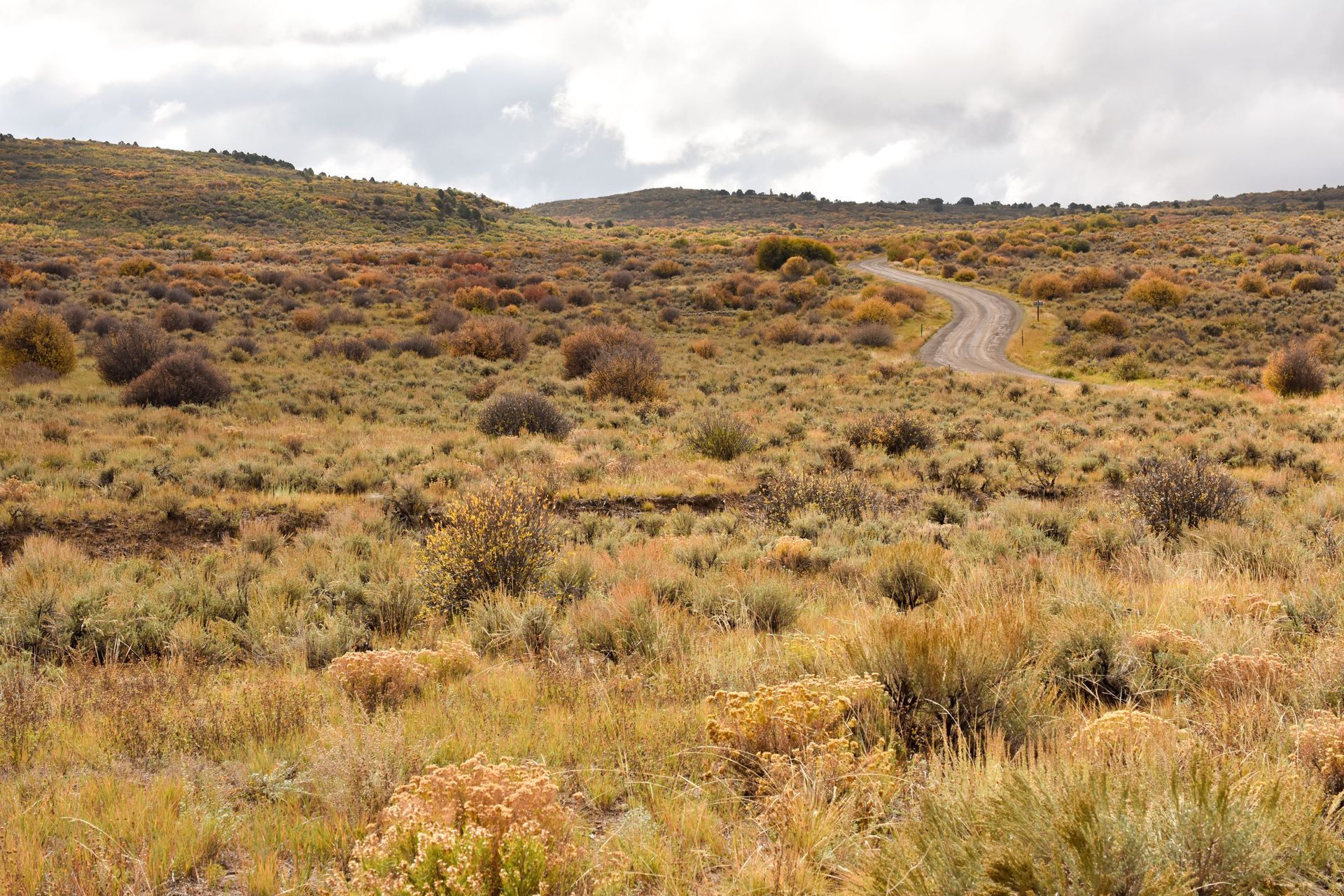 Shrub and grass filled field with winding road leading up to surrounding hills