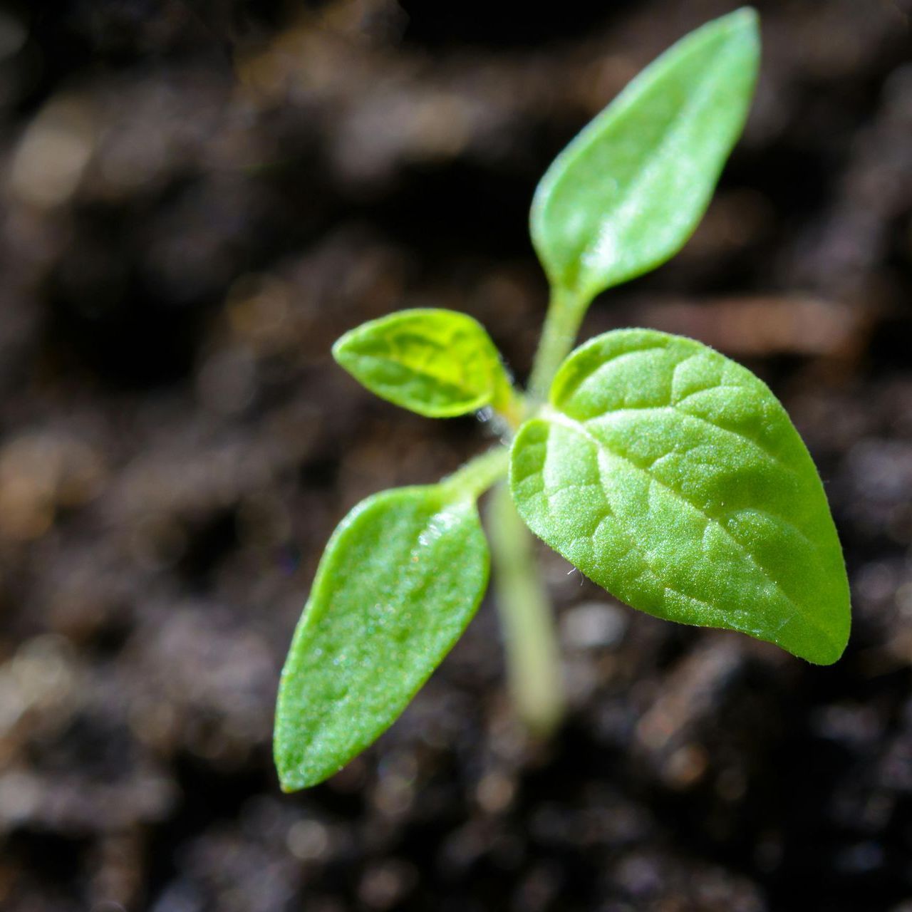Plant sprout with four small leaves coming out of the ground