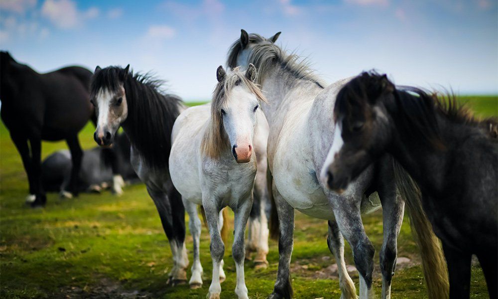 A herd of horses standing next to each other in a grassy field.