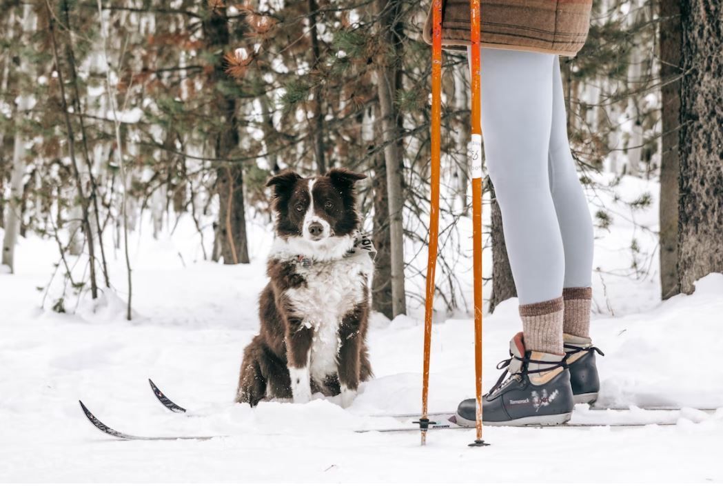 A person is skiing with a dog sitting next to them.