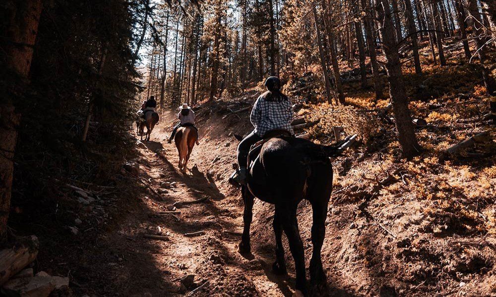 A group of people are riding horses down a dirt path in the woods.