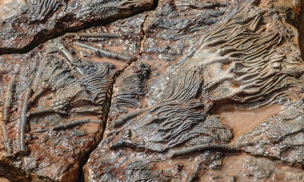 A close up of a piece of rock with fossils on it.