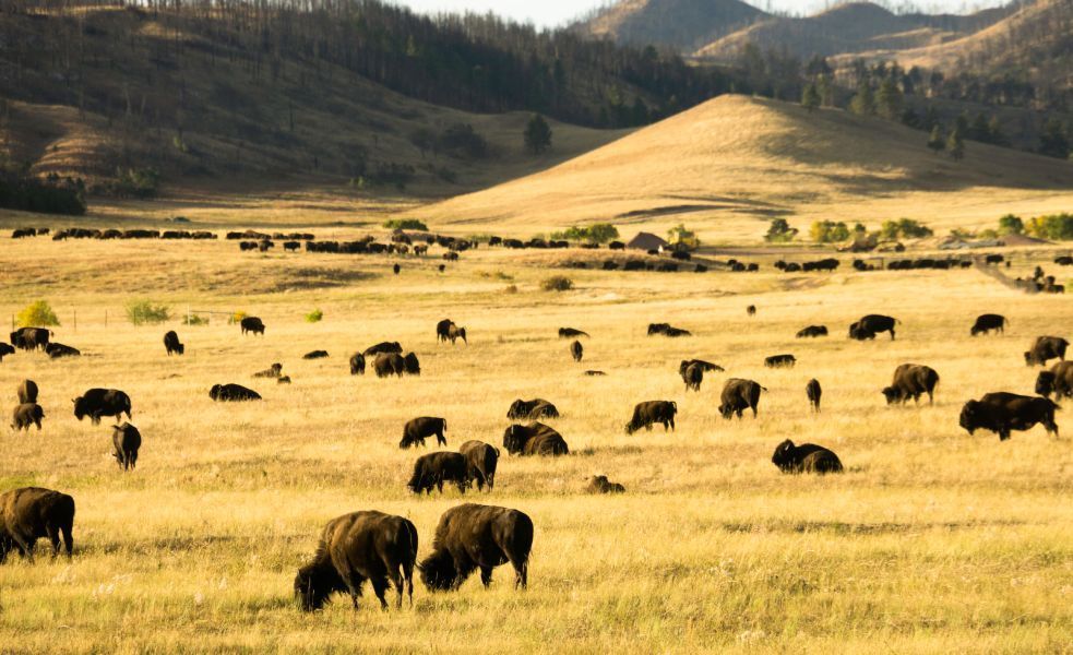 A herd of bison grazing in a field with mountains in the background.