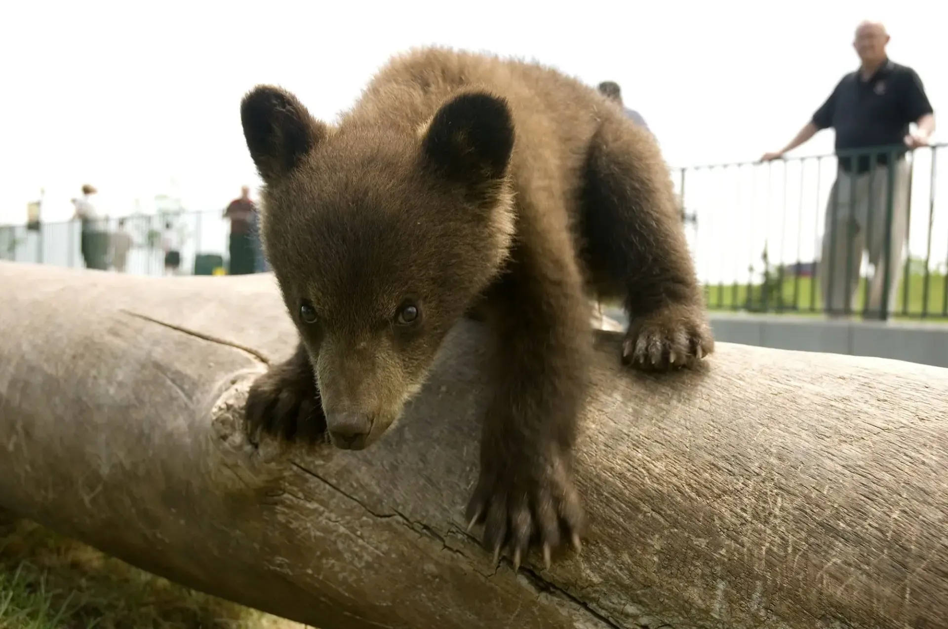 Explore Bear Country USA | Summer Creek Inn