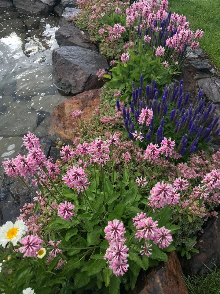 A row of pink and purple flowers growing in a rock garden.