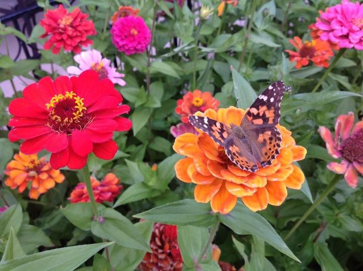 A butterfly is sitting on a flower in a garden