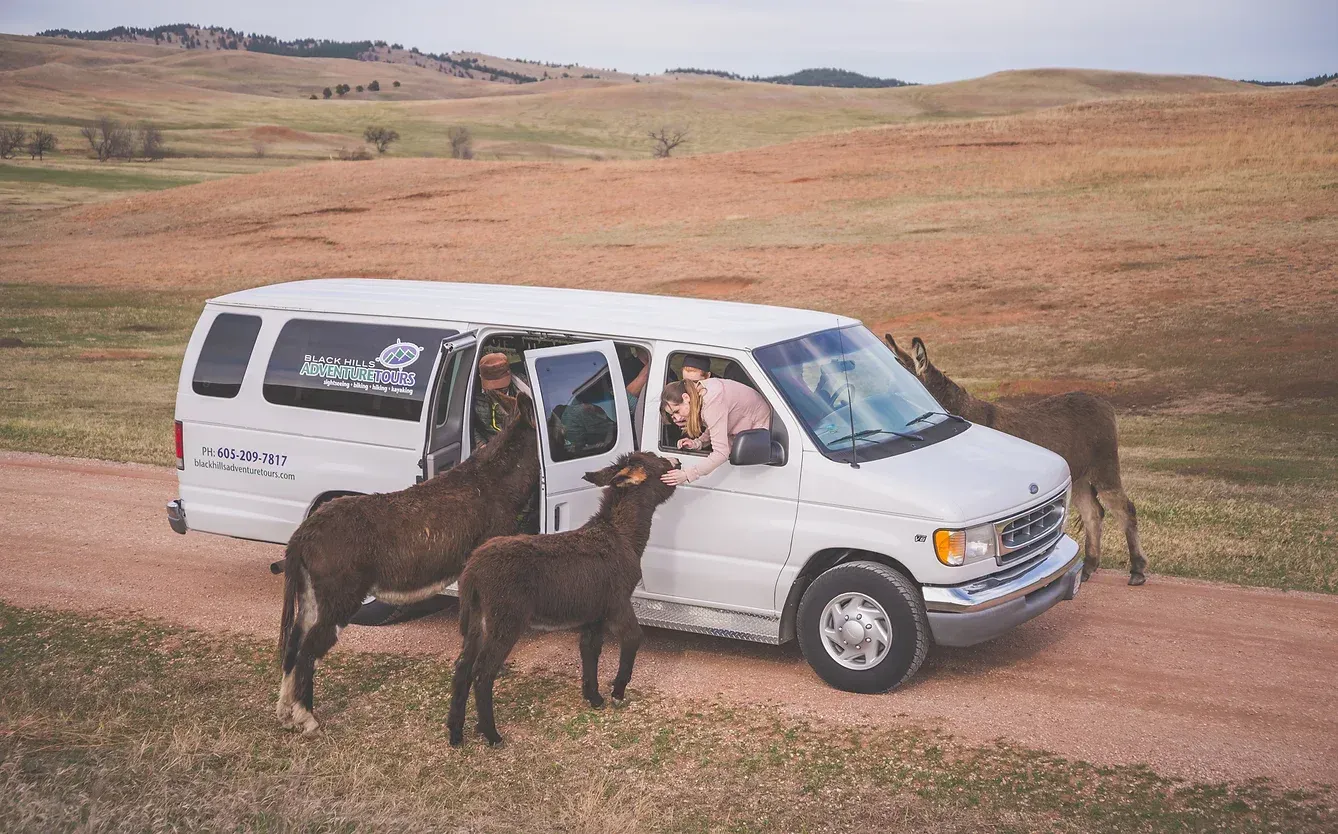 Two donkeys are standing next to a white van on a dirt road.