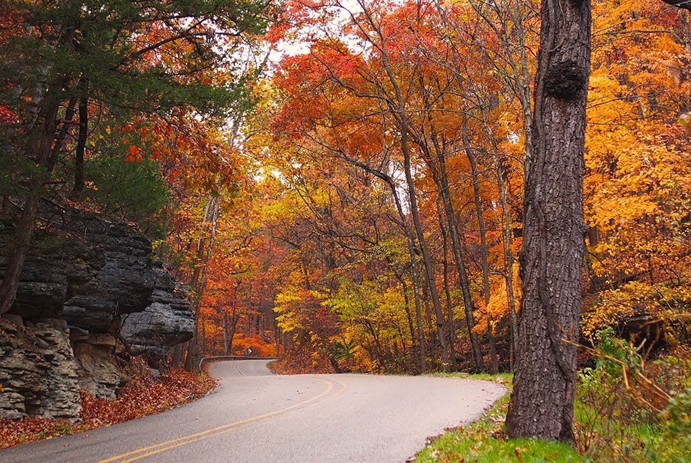 A road surrounded by trees with autumn leaves on them
