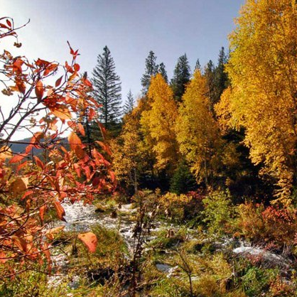 A river running through a forest with trees that are changing colors