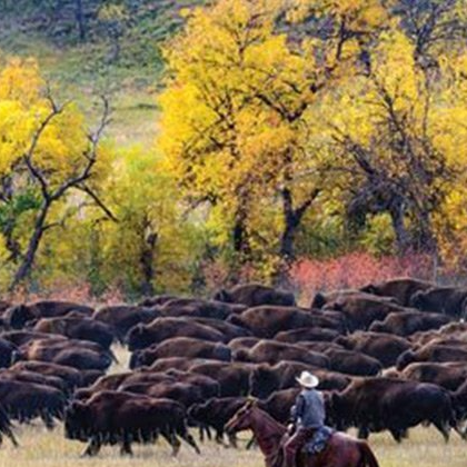 A man is riding a horse through a herd of bison.