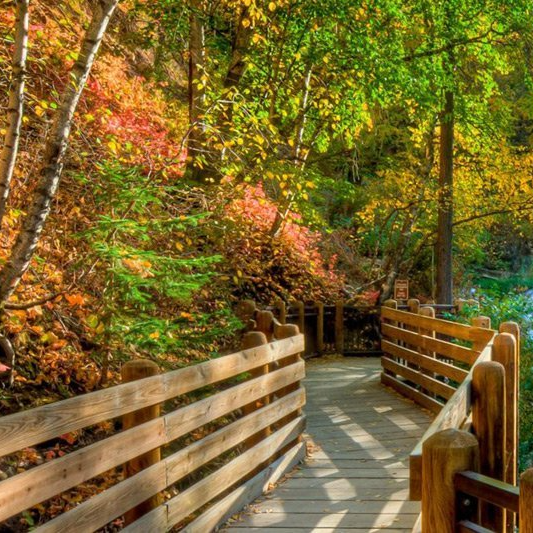 There is a wooden bridge in the middle of a forest.