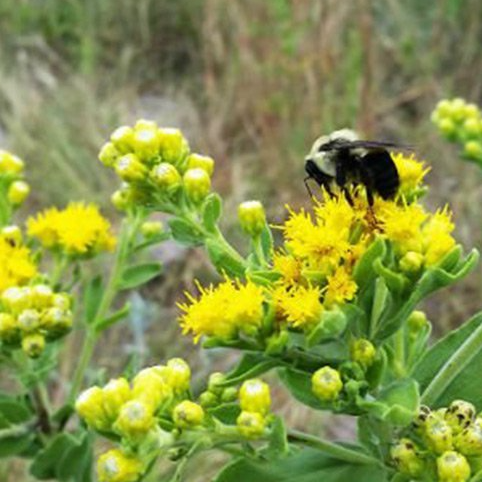 A bee is sitting on top of a yellow flower.