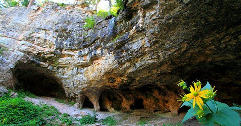 A small yellow flower is growing in front of a cave.