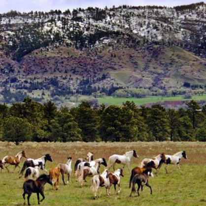 A herd of horses grazing in a field with mountains in the background