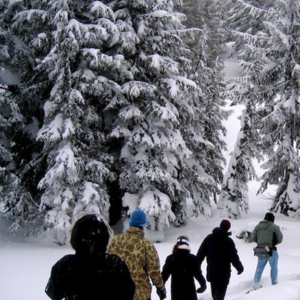 A group of people are walking through a snowy forest