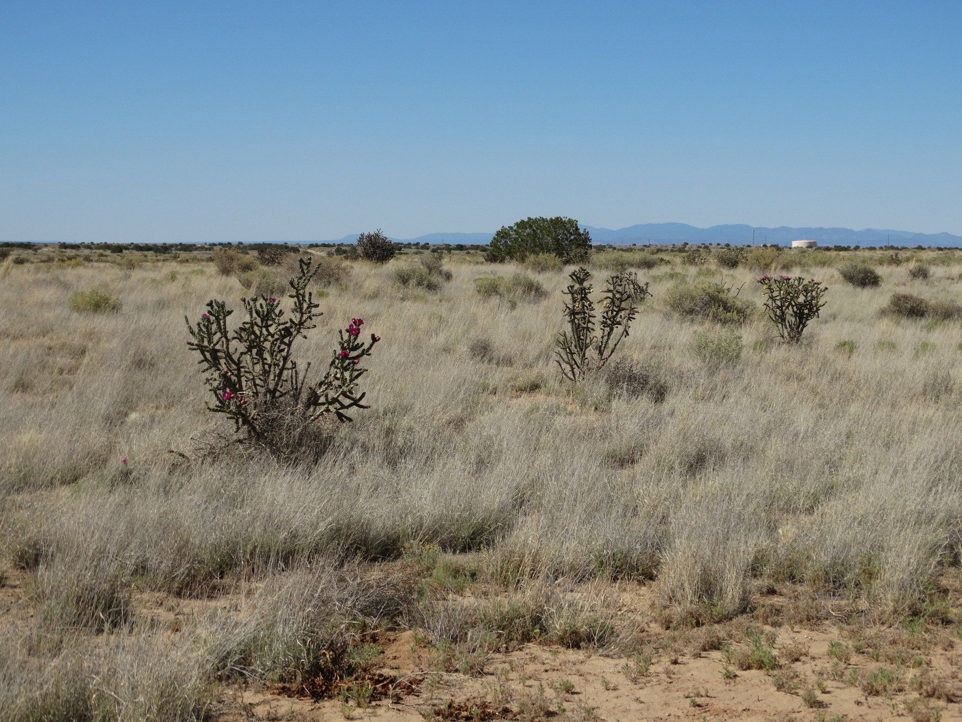 New Mexico Land for Sale Undeveloped Raw land