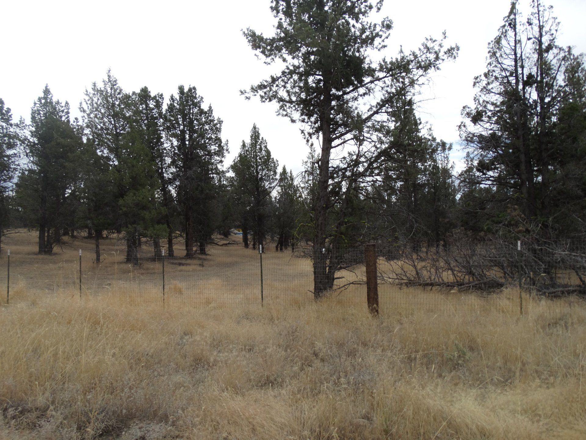 Rural Land for Sale Undeveloped Property Modoc Recreational Estates