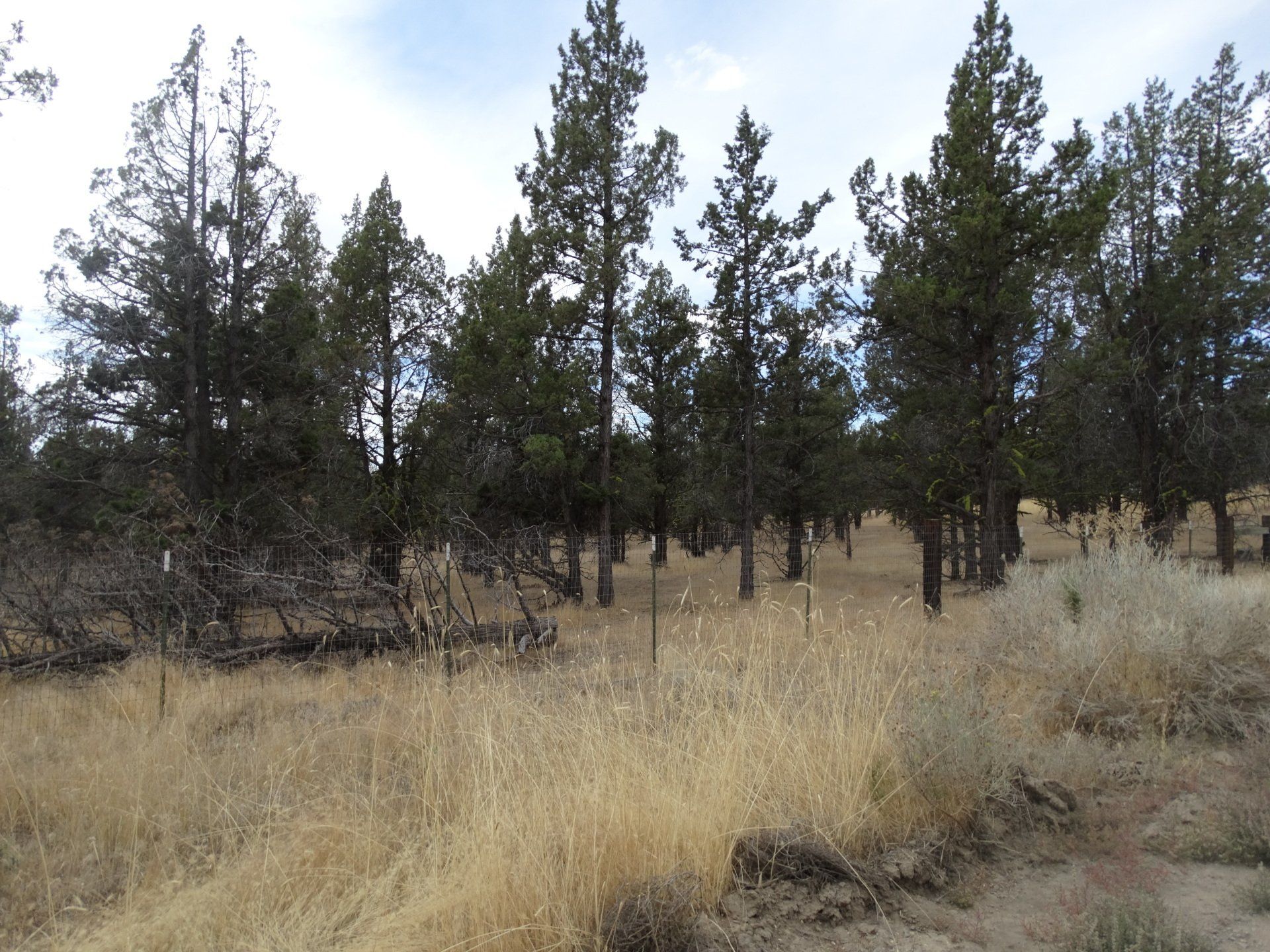 Rural Land for Sale Undeveloped Property Modoc Recreational Estates