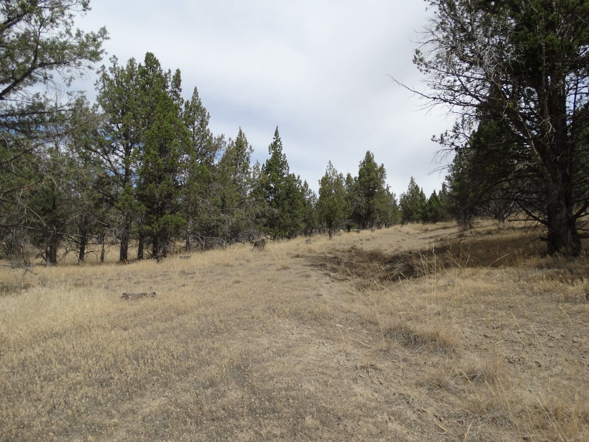 Rural Land for Sale Undeveloped Property Modoc Recreational Estates