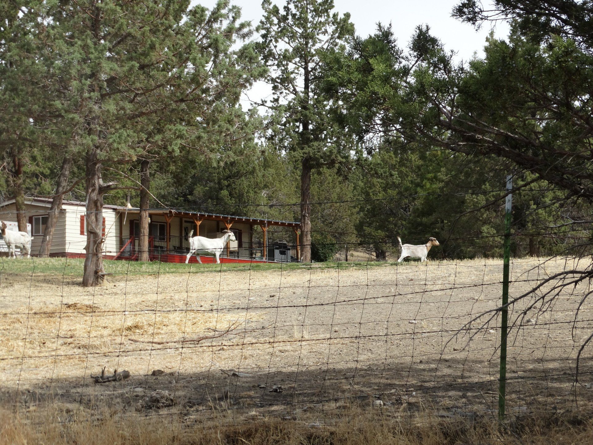 Rural Land for Sale Undeveloped Property Modoc Recreational Estates