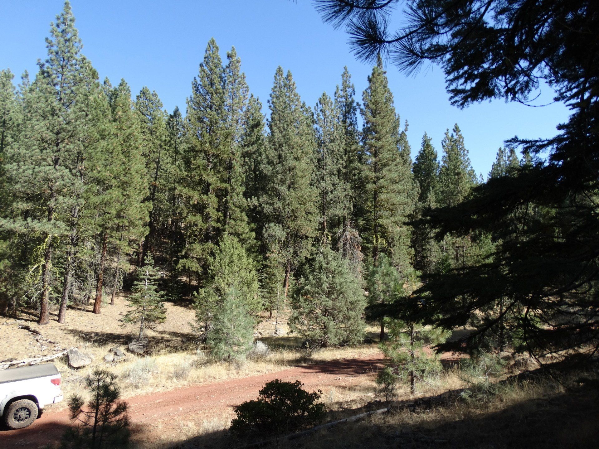 Rural Land for Sale Undeveloped Property California Pines Modoc