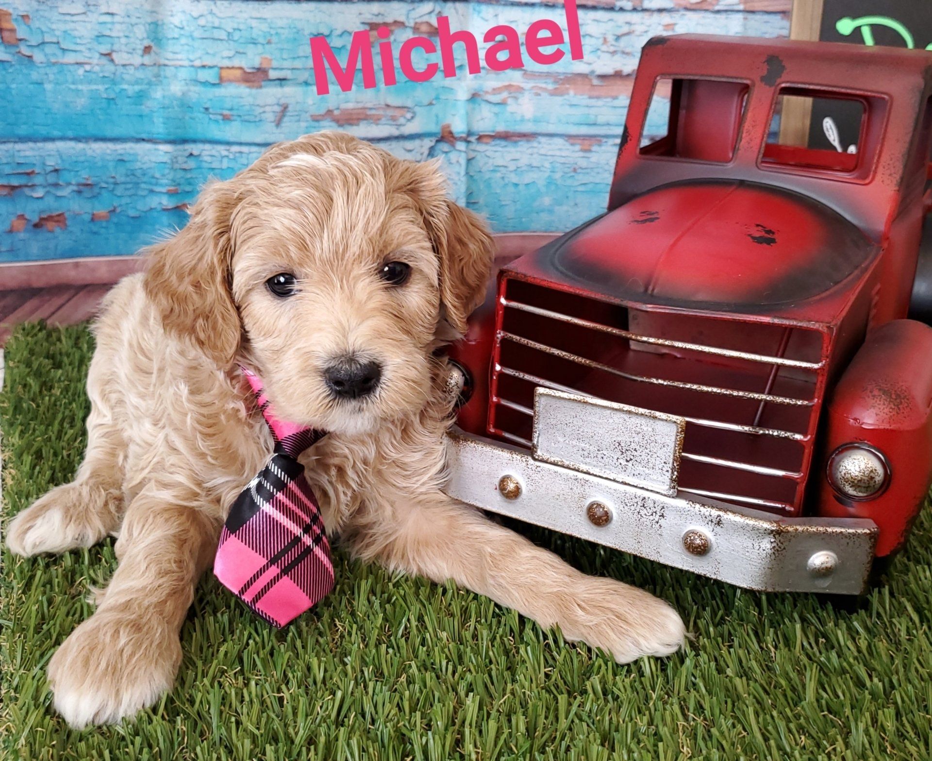 Royalty Doodles Goldendoodles Conway, Arkansas