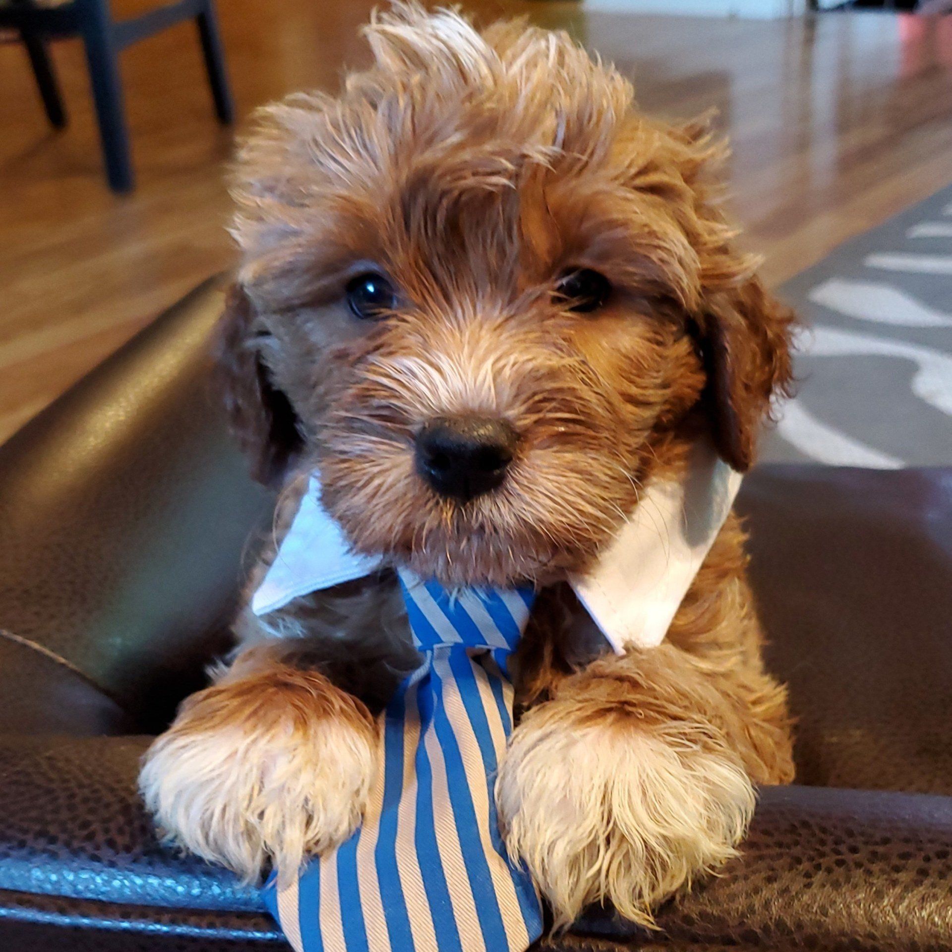 Royalty Doodles Goldendoodles Conway, Arkansas