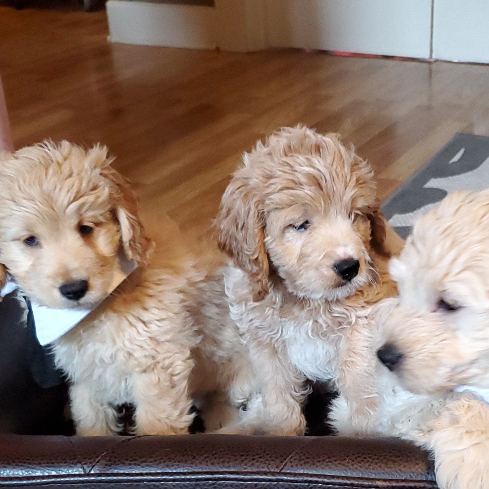 Royalty Doodles Goldendoodles Conway, Arkansas