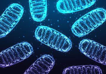 Glowing, blue and purple mitochondria floating on a dark background.
