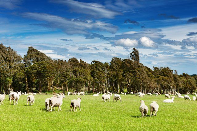 green-field-and-grazing-sheep-new-zealand