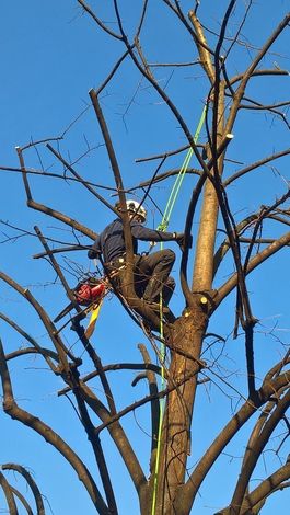 potatura con tree climbing