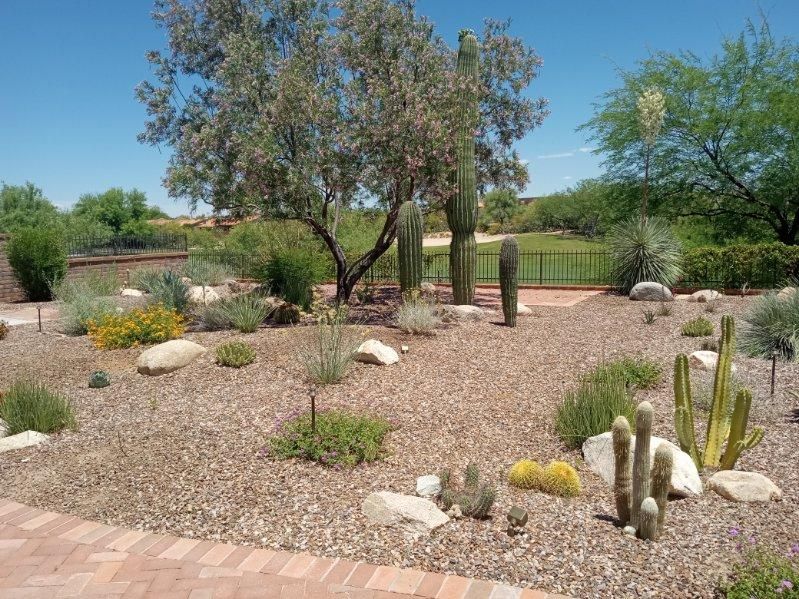Desert garden with various cacti, rocks, and small plants under a blue sky.