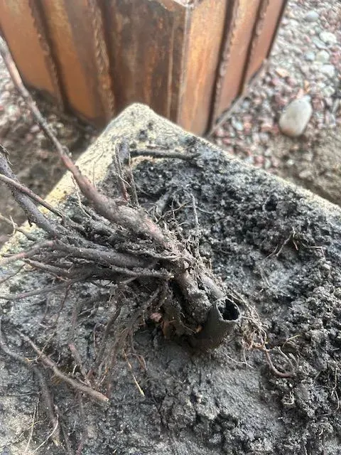Roots and stem of a plant on a block, with a rusty metal container in the background.