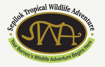 borneo wildlife tour