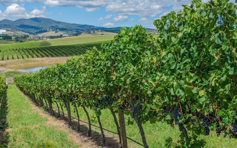 Rows Of Grape Vines In A Vineyard With Mountains In The Background — Munro Building Group In Orange, NSW