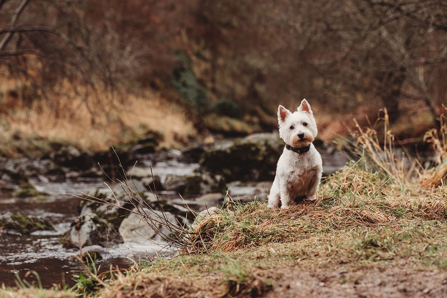 pet photography session - Angus the Westie
