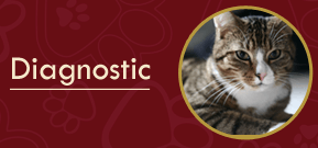 Cat - Animal Clinic