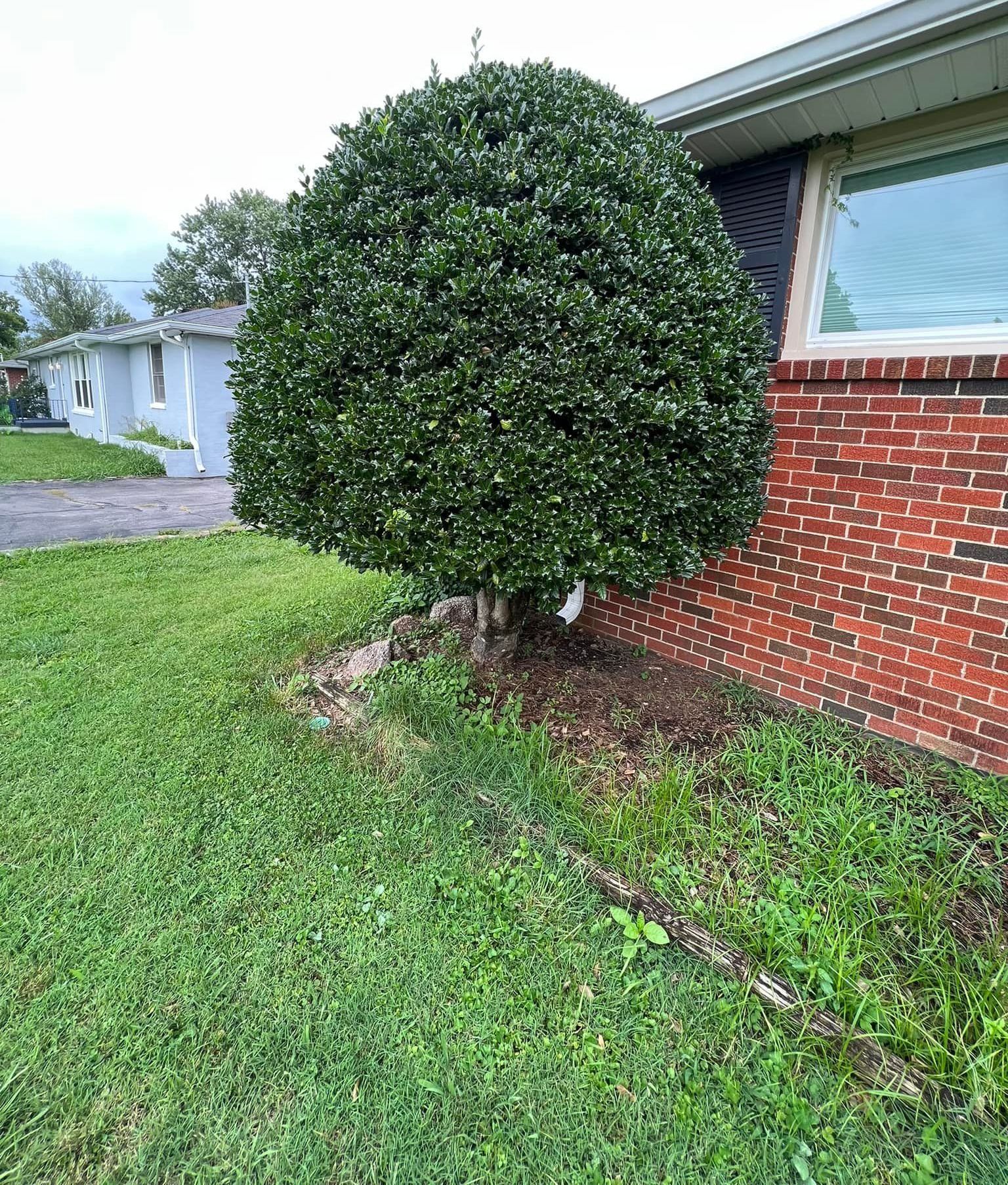 A large tree is sitting in front of a brick house.