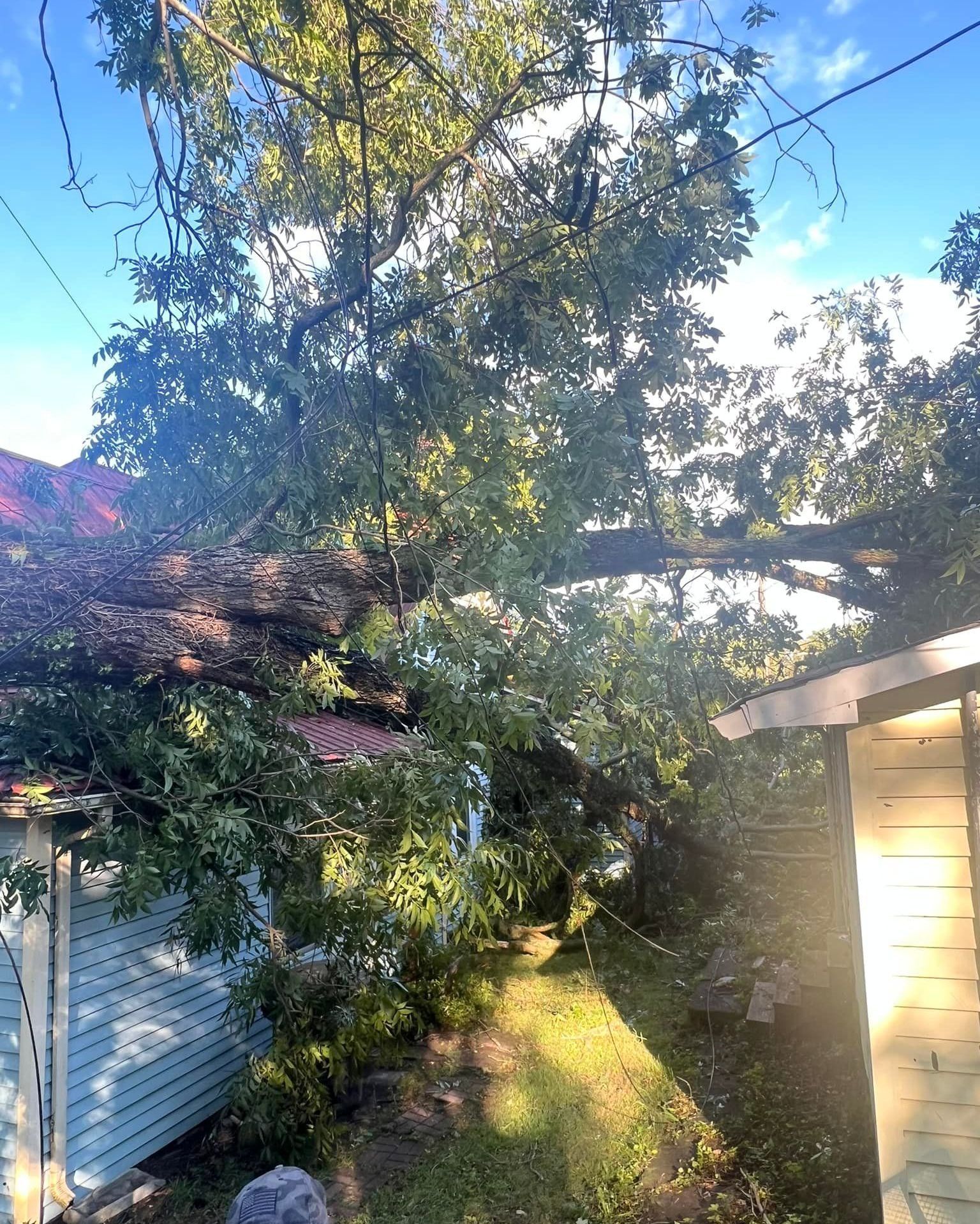 A tree has fallen on the roof of a house.