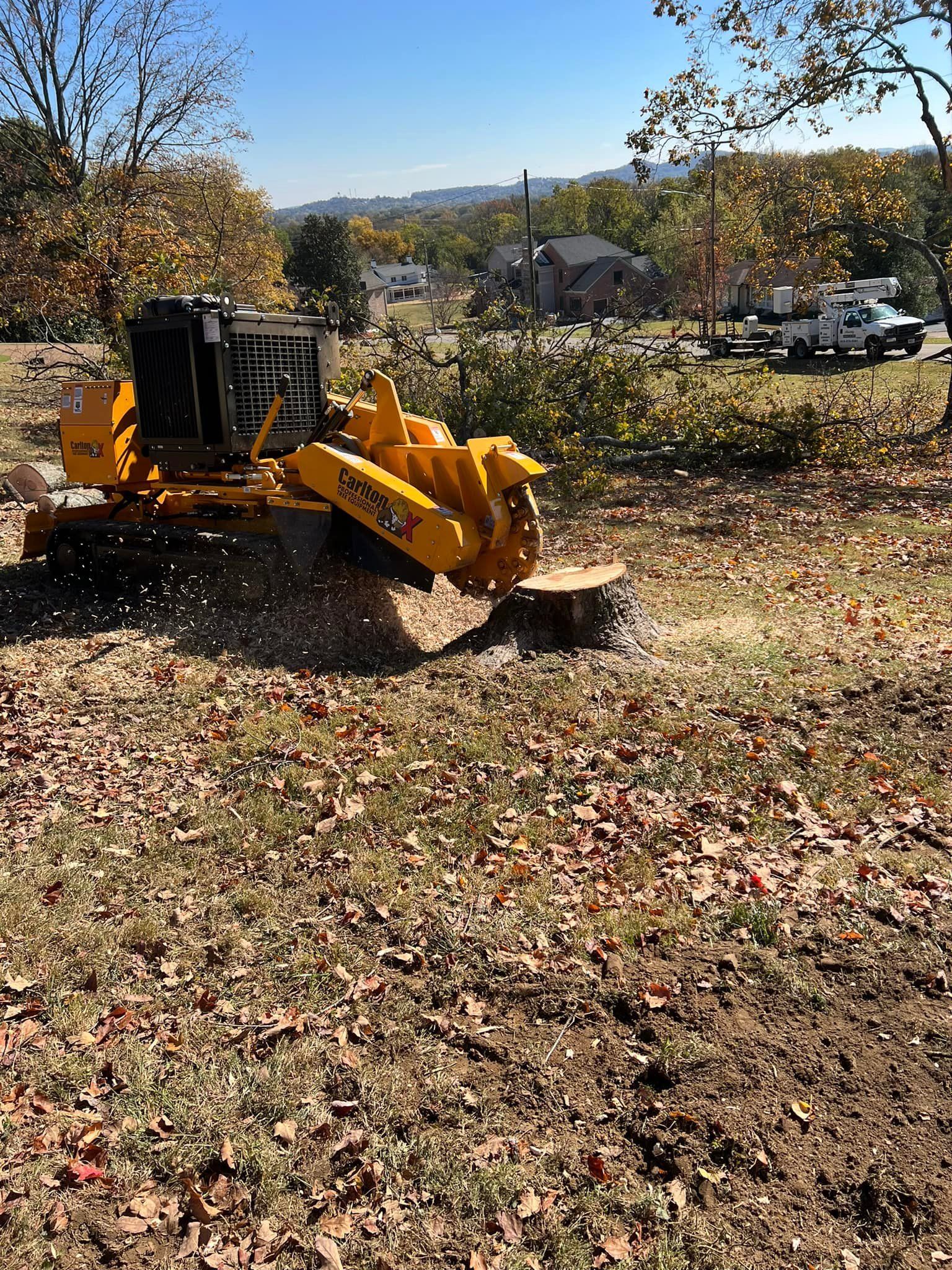 A yellow tractor is cutting down a tree in a field.