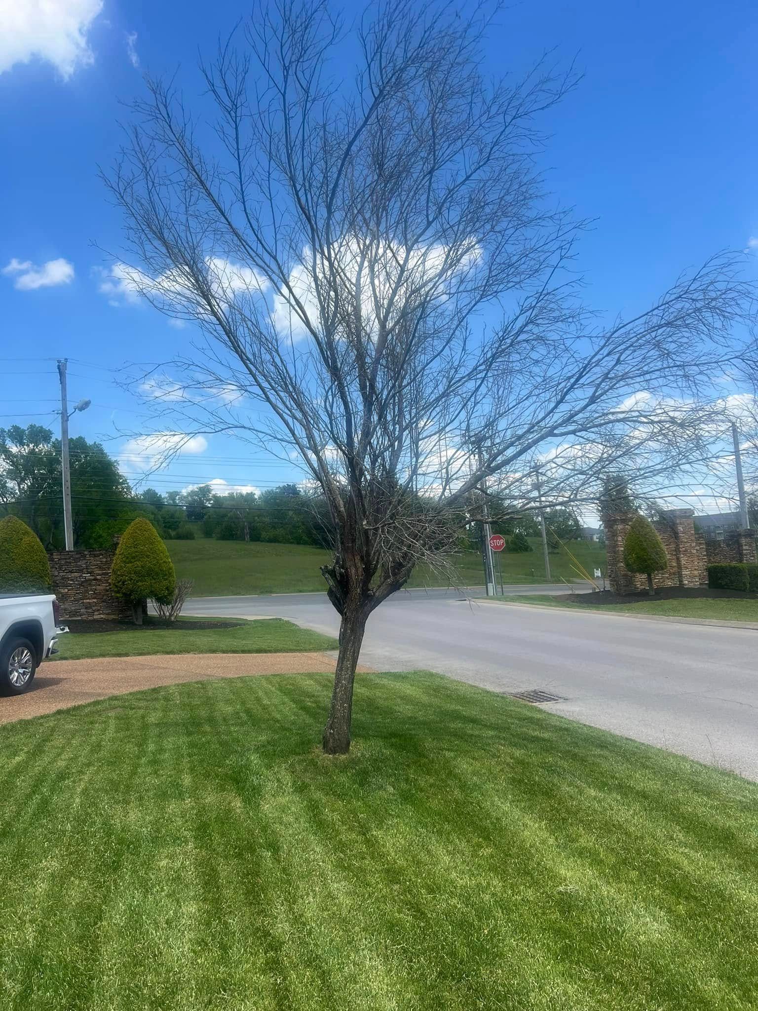 A white truck is parked in front of a tree with a lot of leaves.