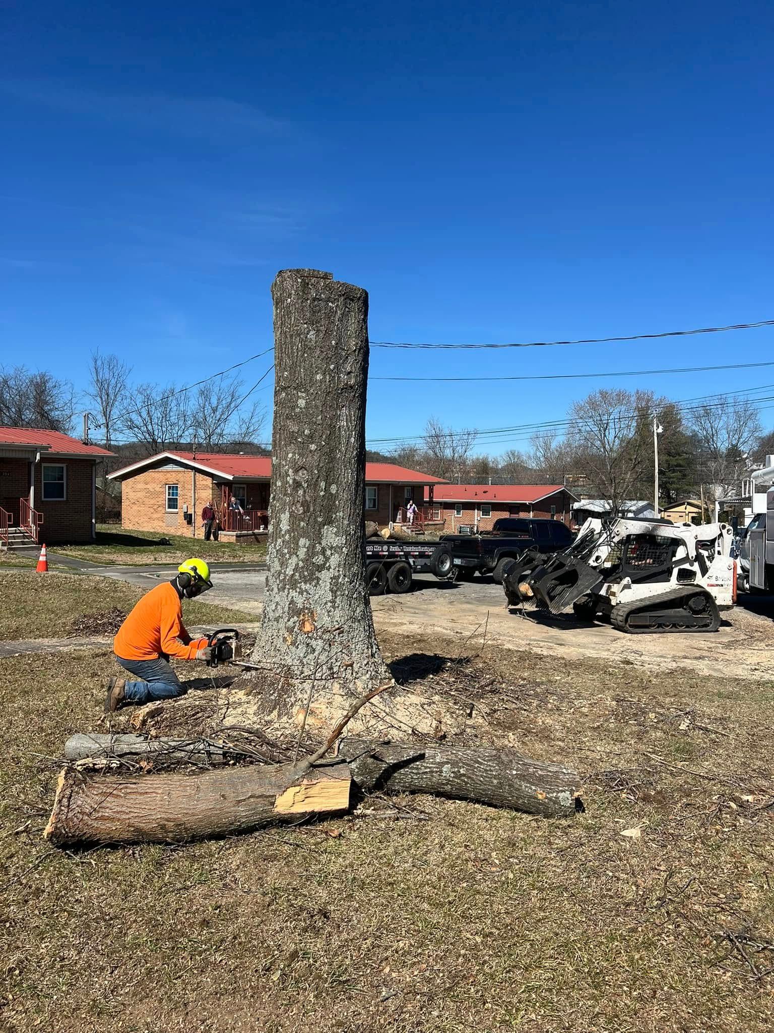 A man is cutting a tree in a yard with a chainsaw.