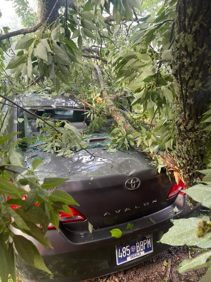 A car that has been damaged by a tree.