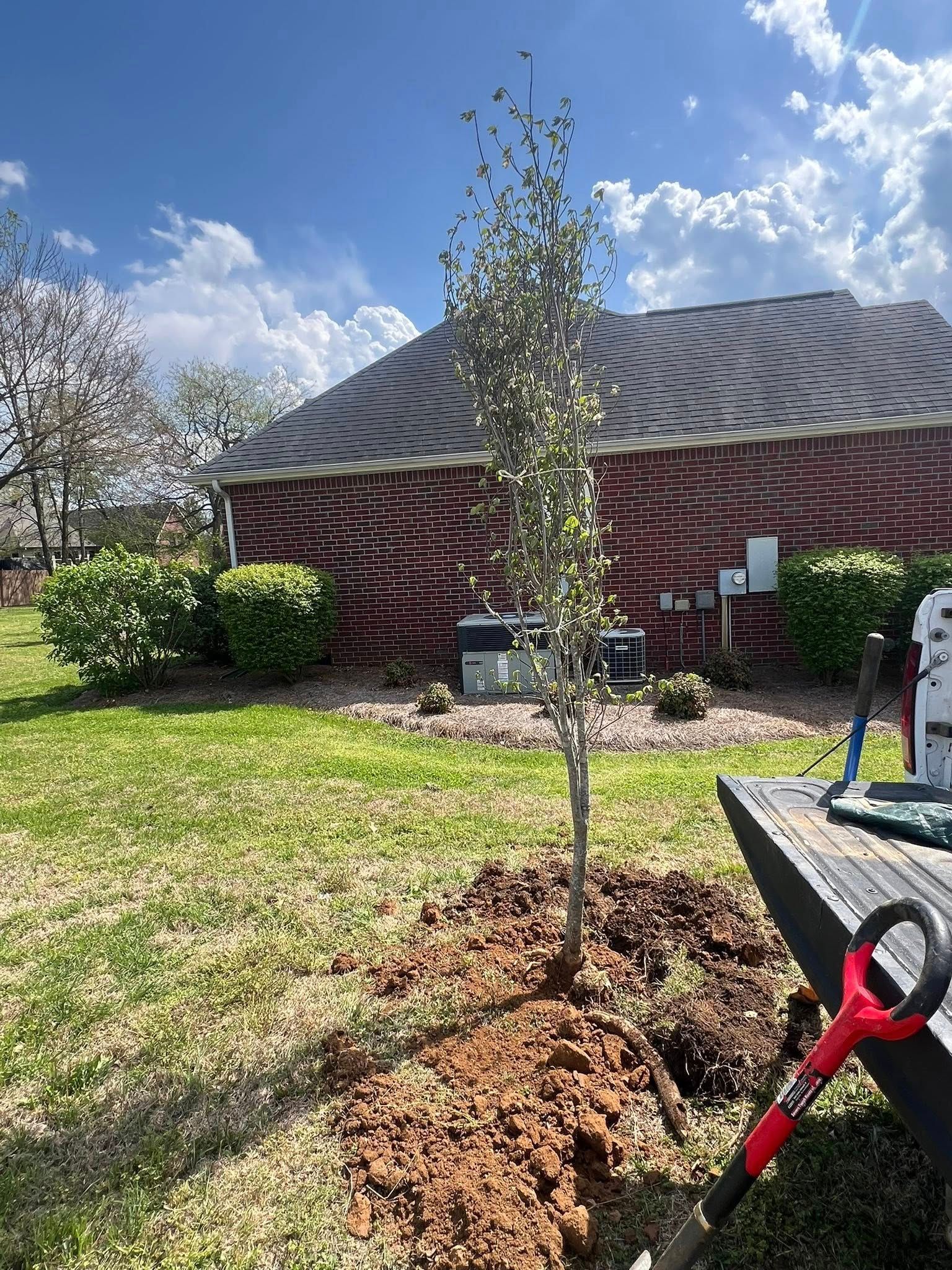 A person is planting a tree in a yard with a shovel.