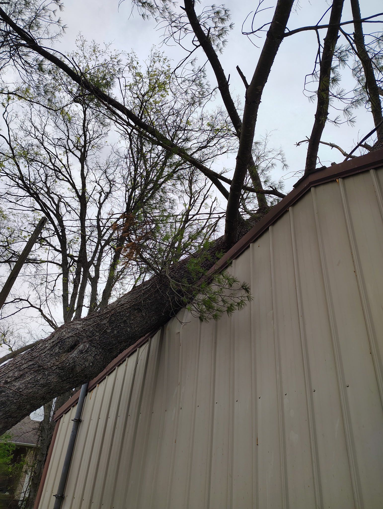 A tree has fallen on the side of a building.